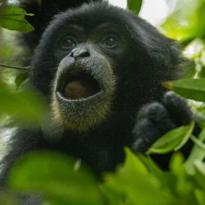 Bukit Lawang Landak River Guest House Bagian luar foto