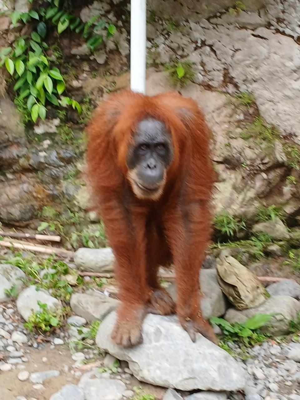 Bukit Lawang Landak River Guest House Bagian luar foto