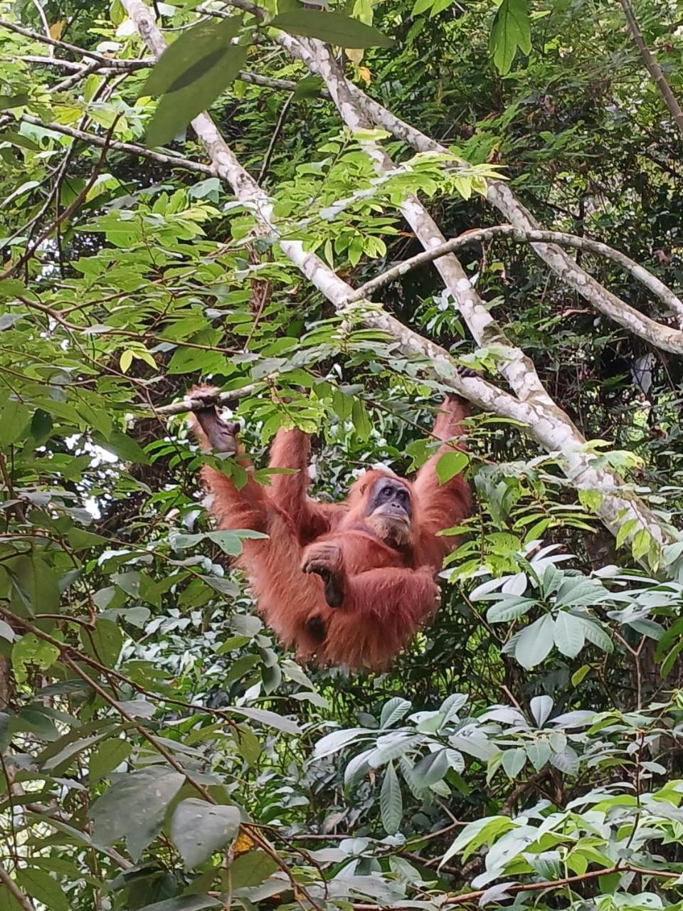 Bukit Lawang Landak River Guest House Bagian luar foto