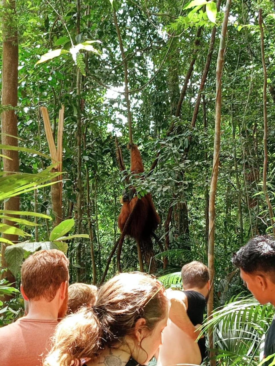 Bukit Lawang Landak River Guest House Bagian luar foto
