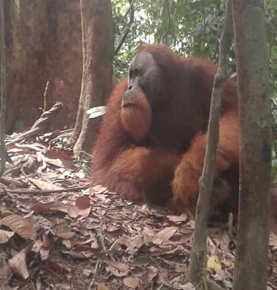 Bukit Lawang Landak River Guest House Bagian luar foto