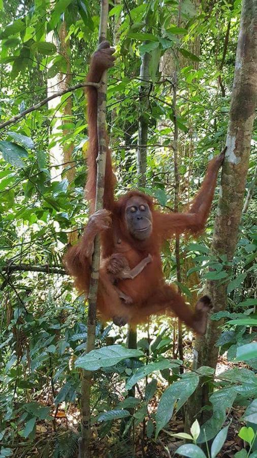 Bukit Lawang Landak River Guest House Bagian luar foto