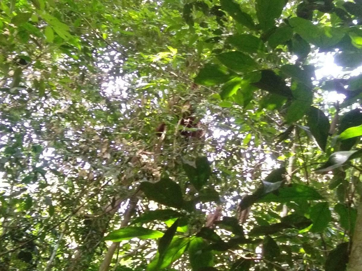 Bukit Lawang Landak River Guest House Bagian luar foto