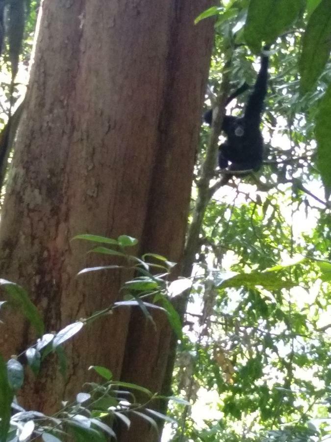 Bukit Lawang Landak River Guest House Bagian luar foto