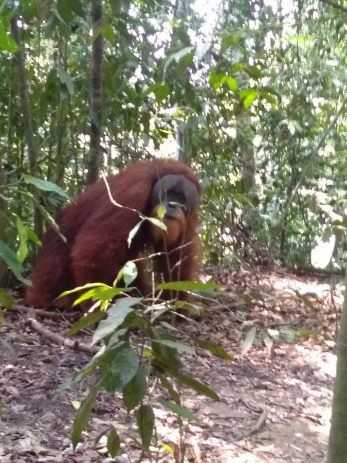 Bukit Lawang Landak River Guest House Bagian luar foto